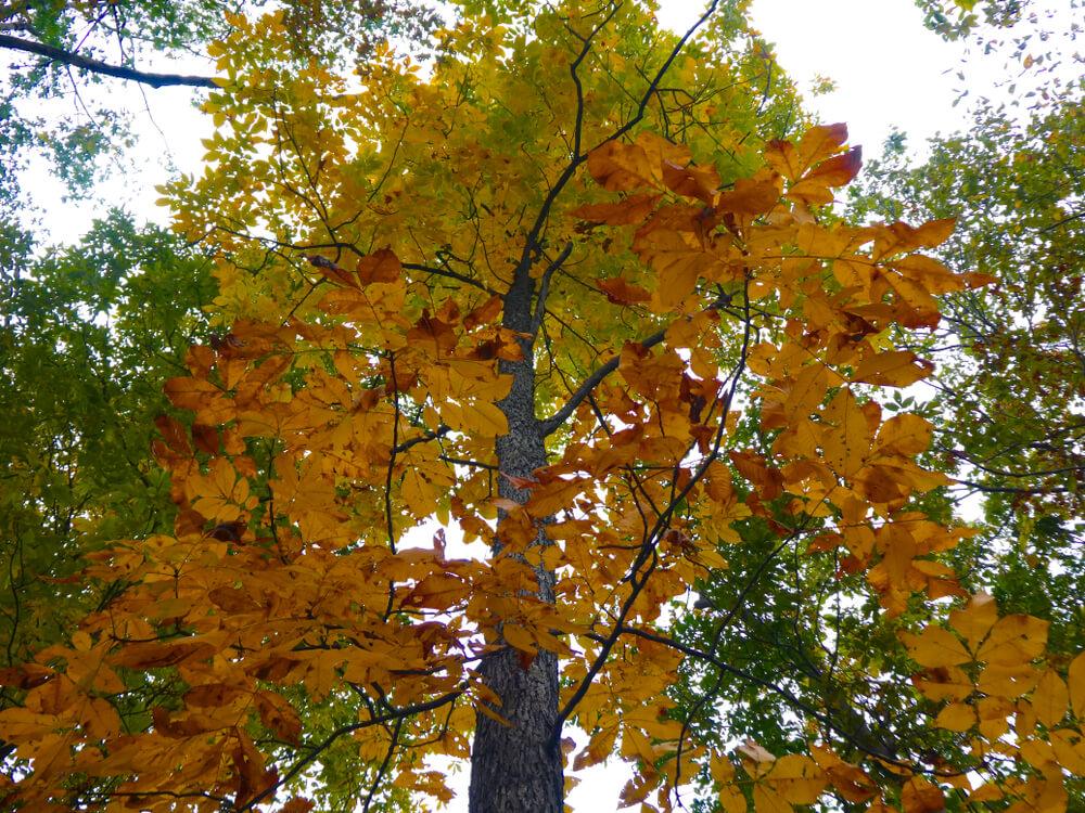 Autumn Tree